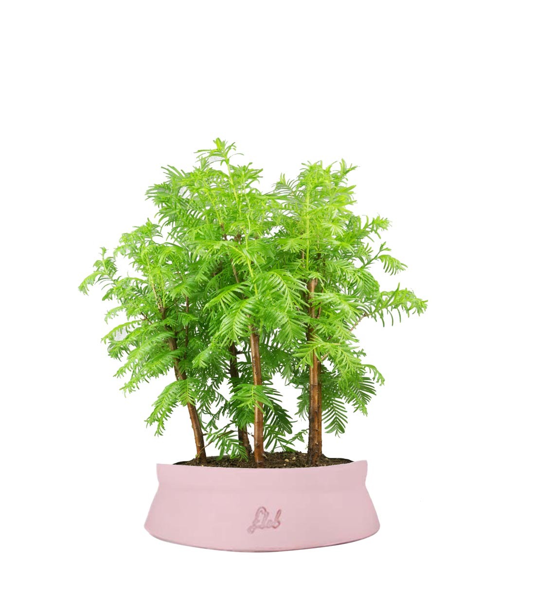 Metasequoia Boschetto M