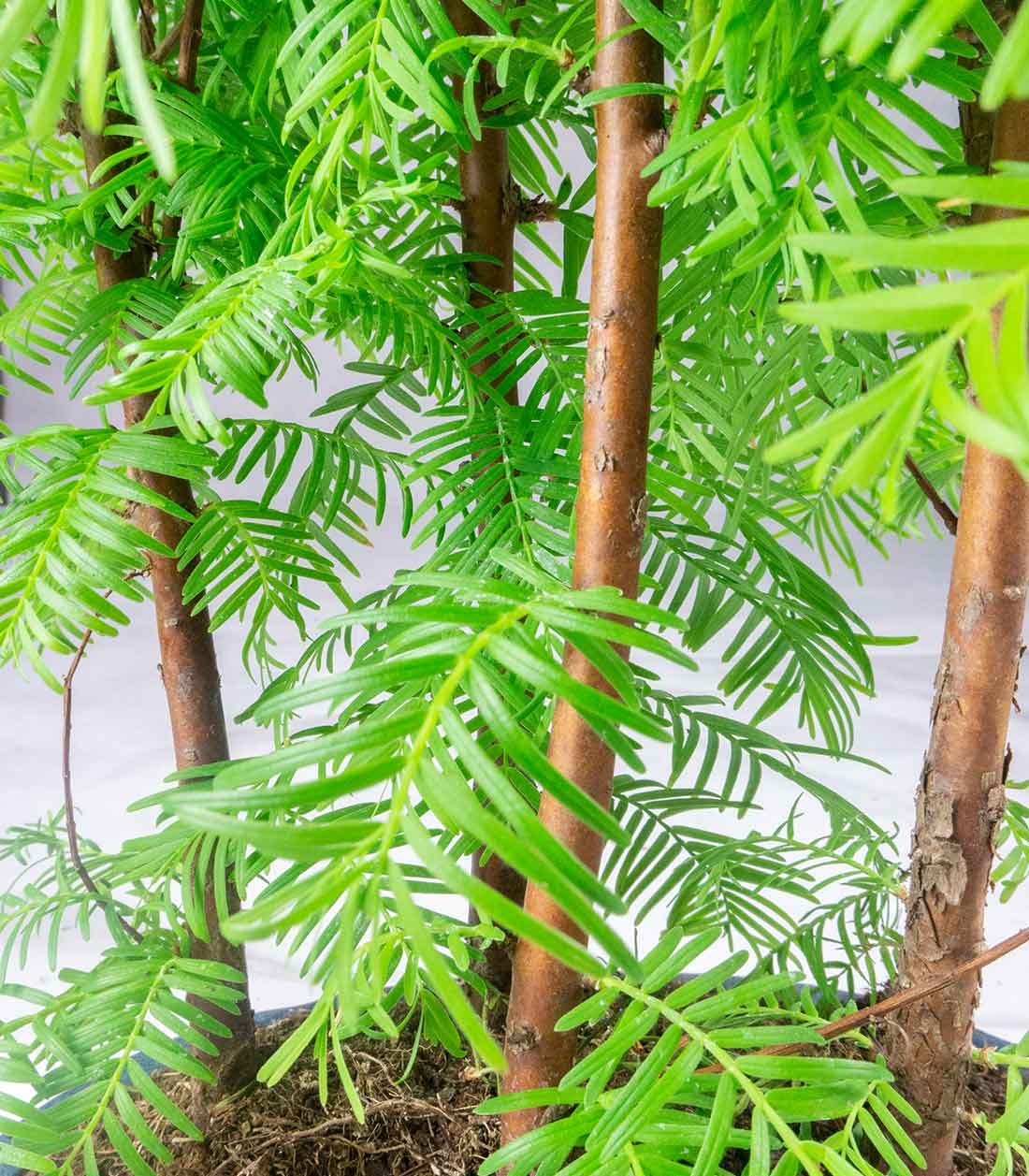 Metasequoia Boschetto M