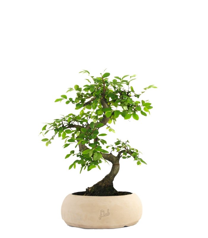 Olmo Zelkova S