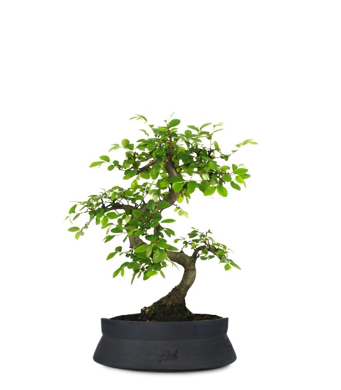 Olmo Zelkova S