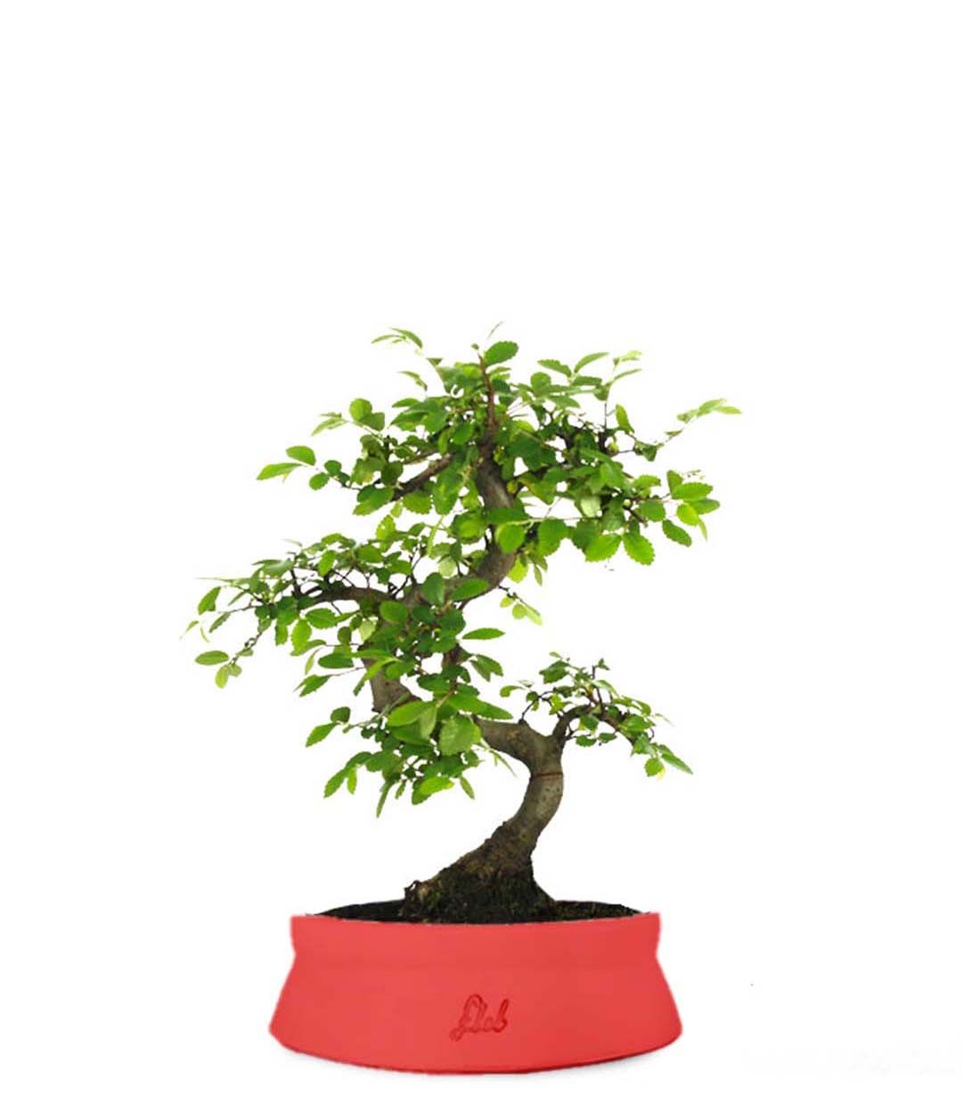 Olmo Zelkova S