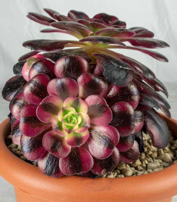 Aeonium Medusa - Pianta Succulenta Diam. 25 cm