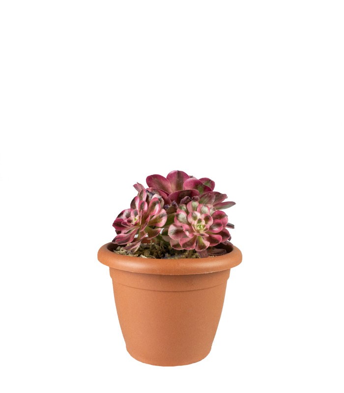 Aeonium Pink Witch