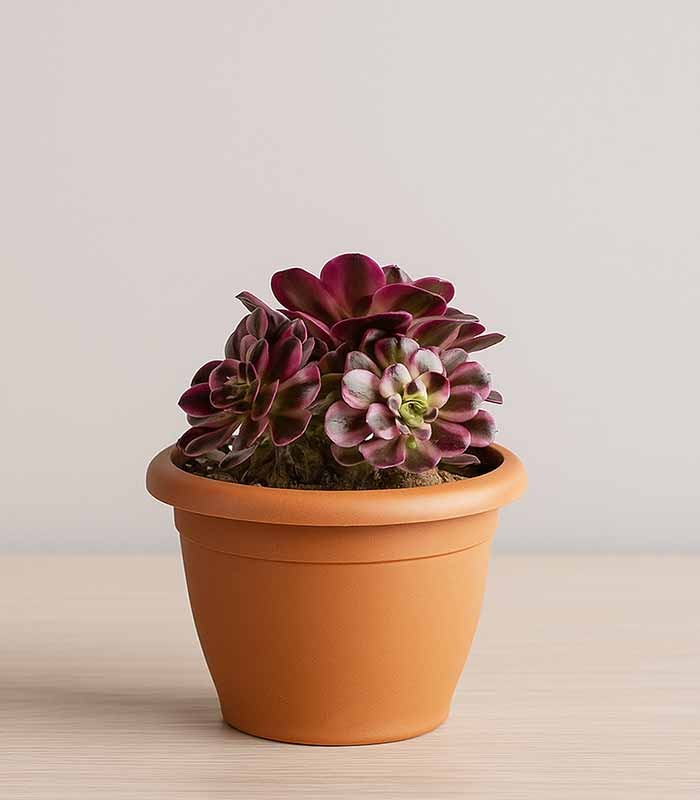Aeonium Pink Witch