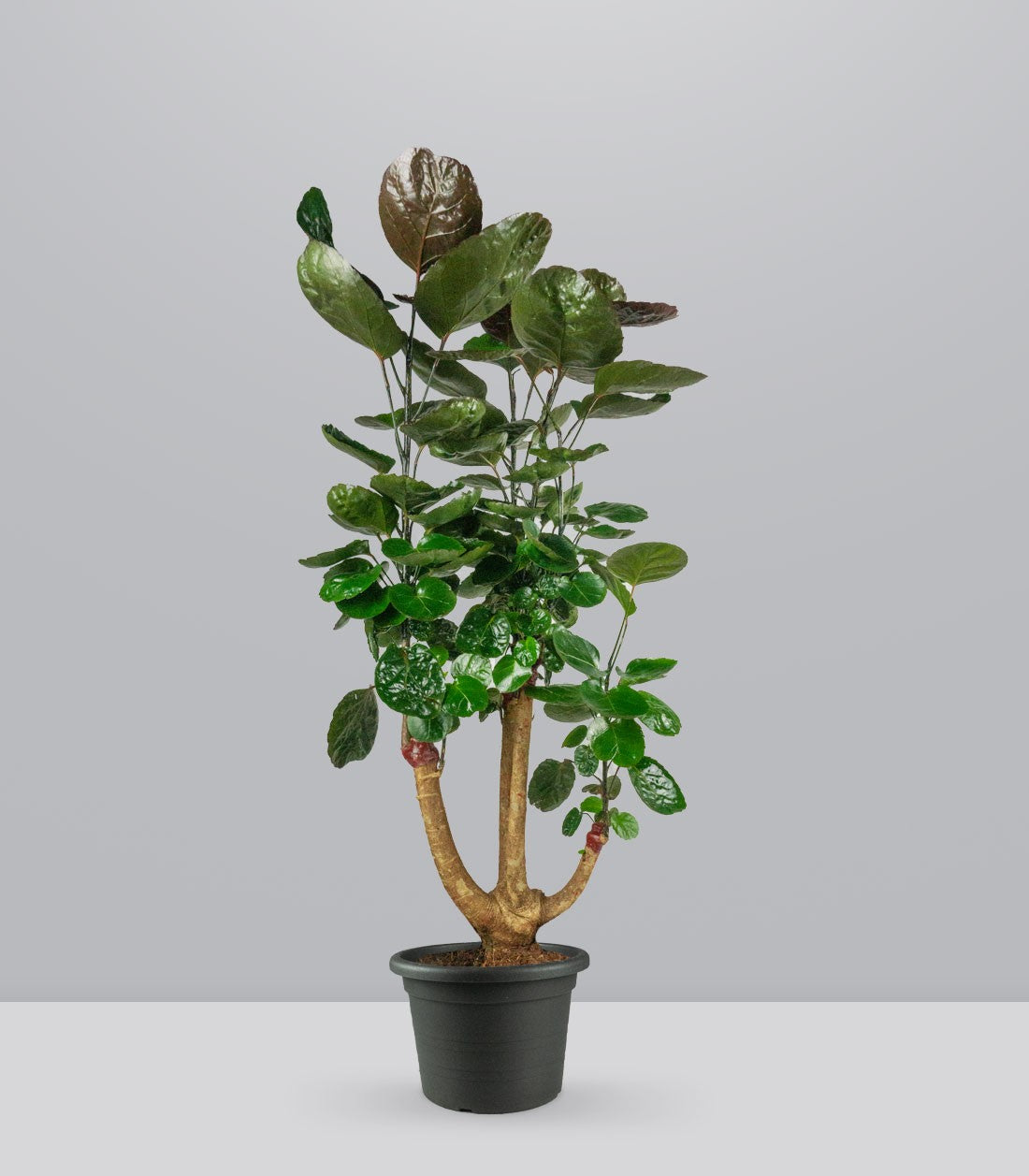 Polyscias scutellaria | fabian
