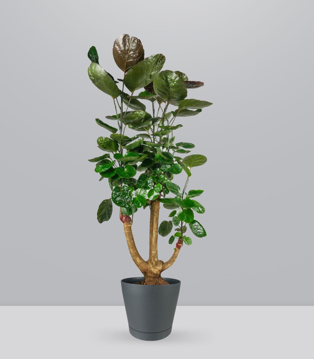 Polyscias scutellaria | fabian