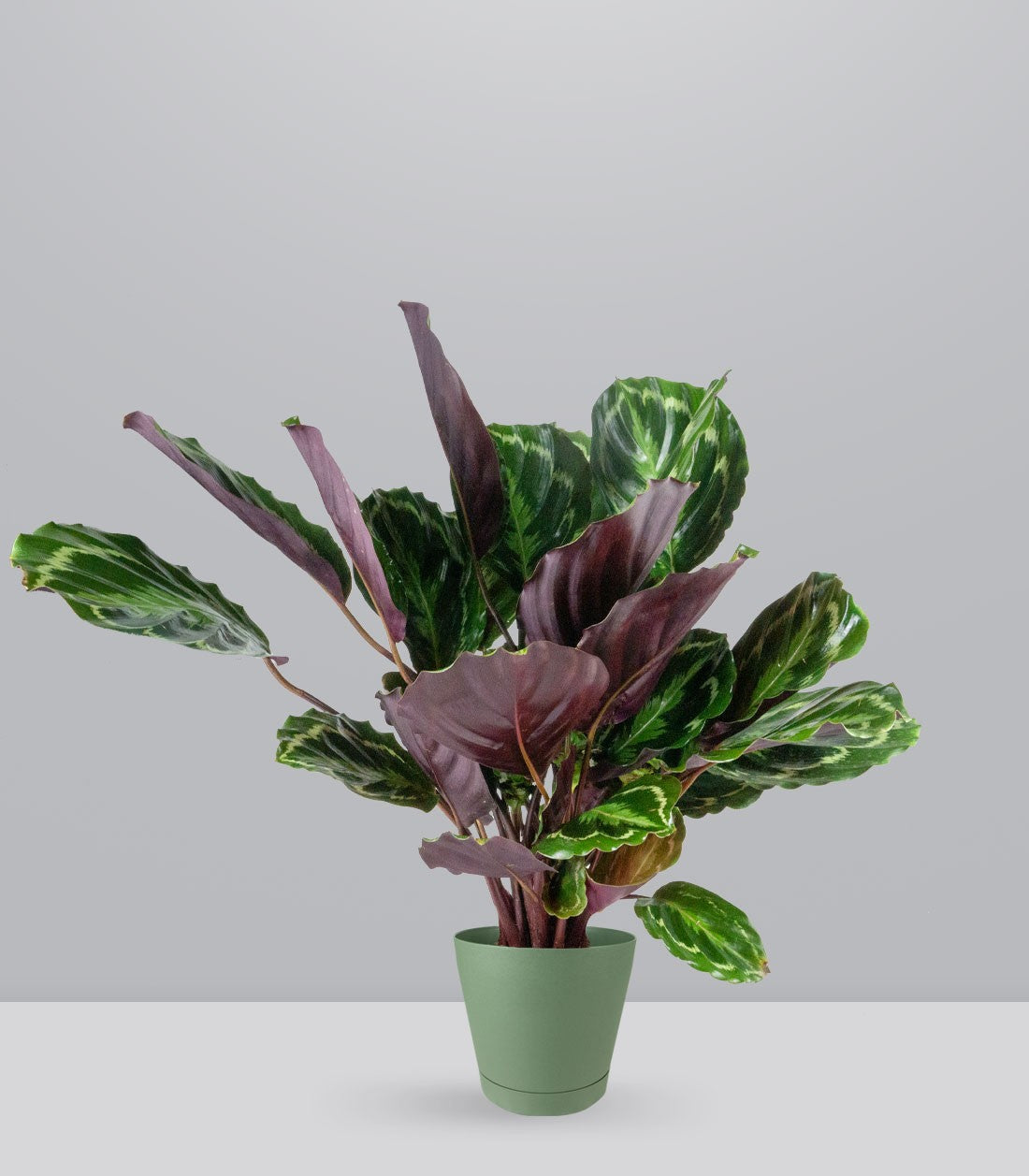 Calathea Veitchiana | H75 cm