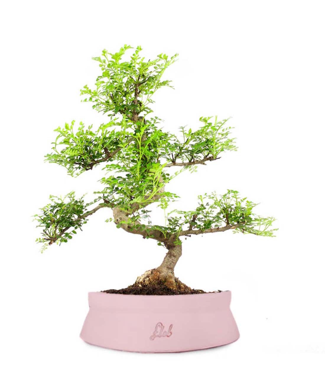 Pepe L