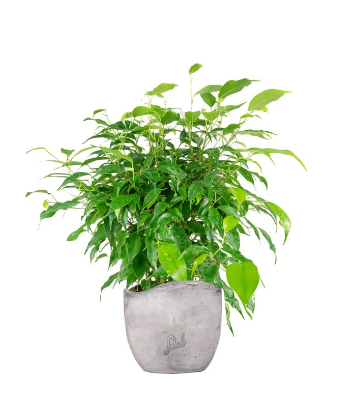 Ficus beniamino "Green Kinky"