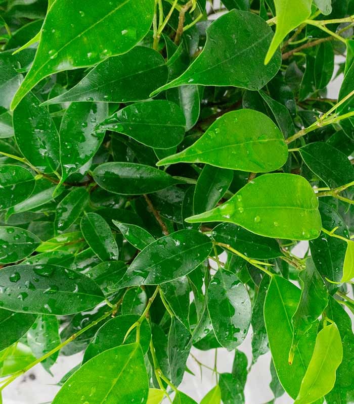 Ficus beniamino "Green Kinky"