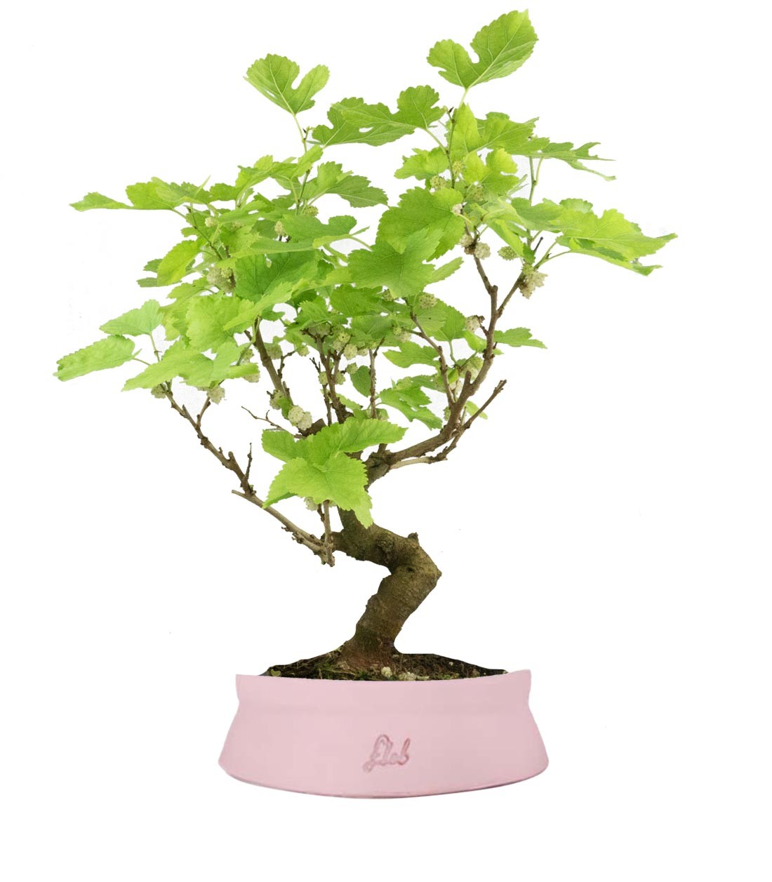 Gelso bonsai 9 anni