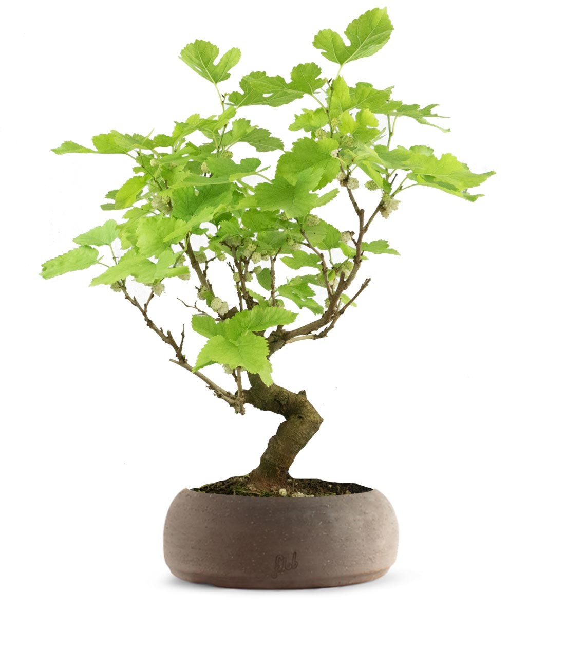 Gelso bonsai 9 anni