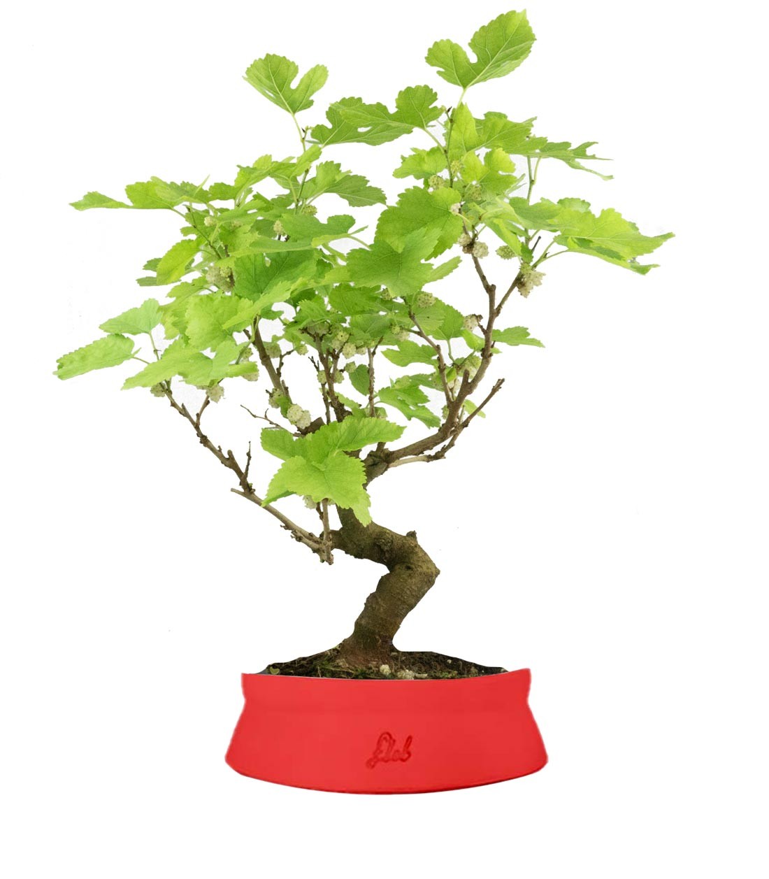 Gelso bonsai 9 anni