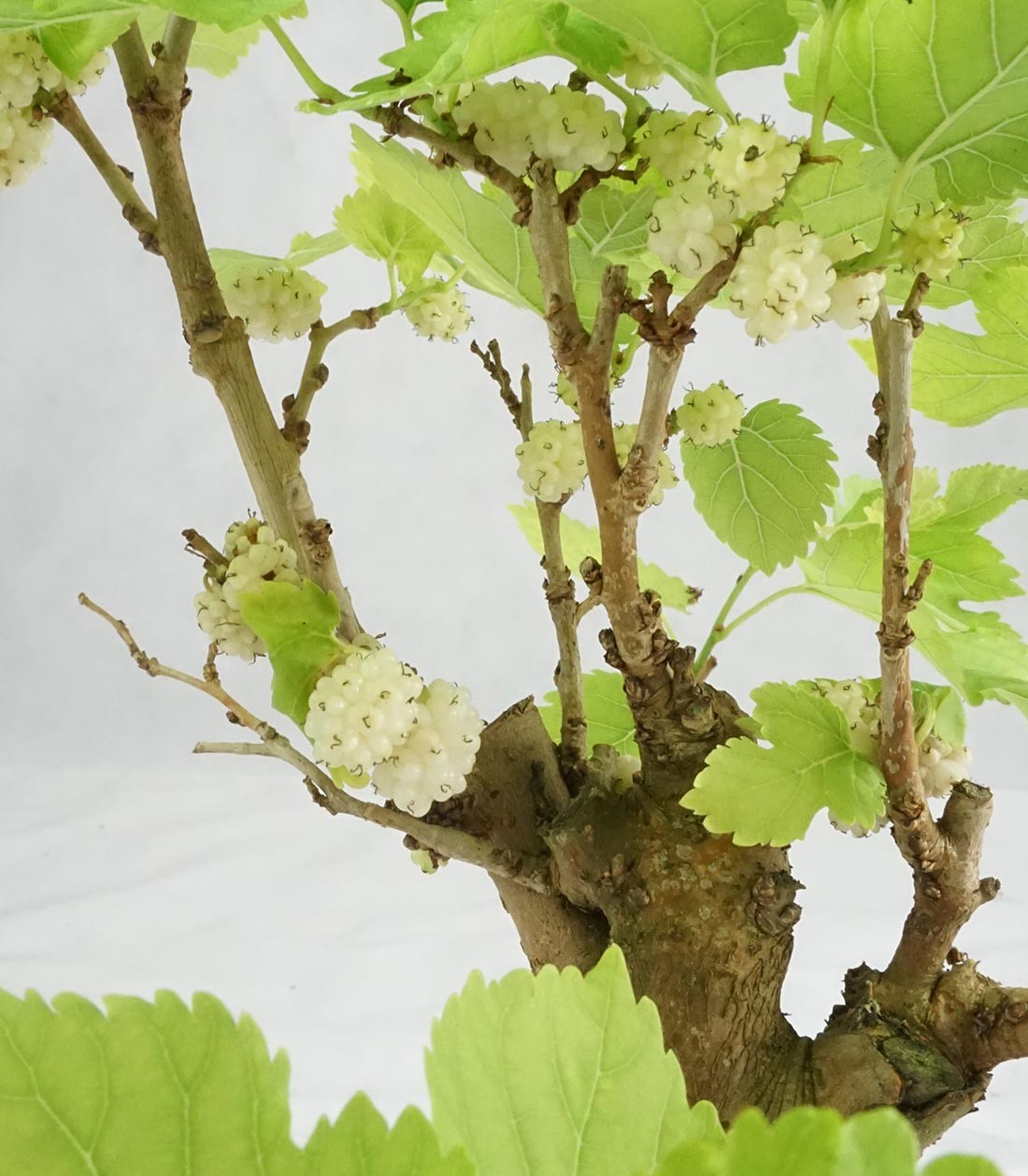 Gelso bonsai 9 anni