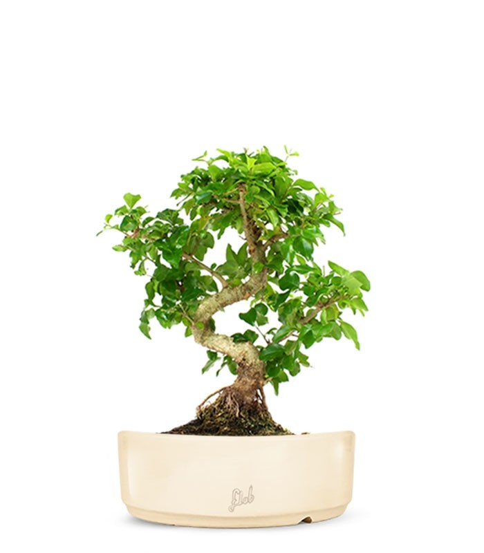 Ligustro L