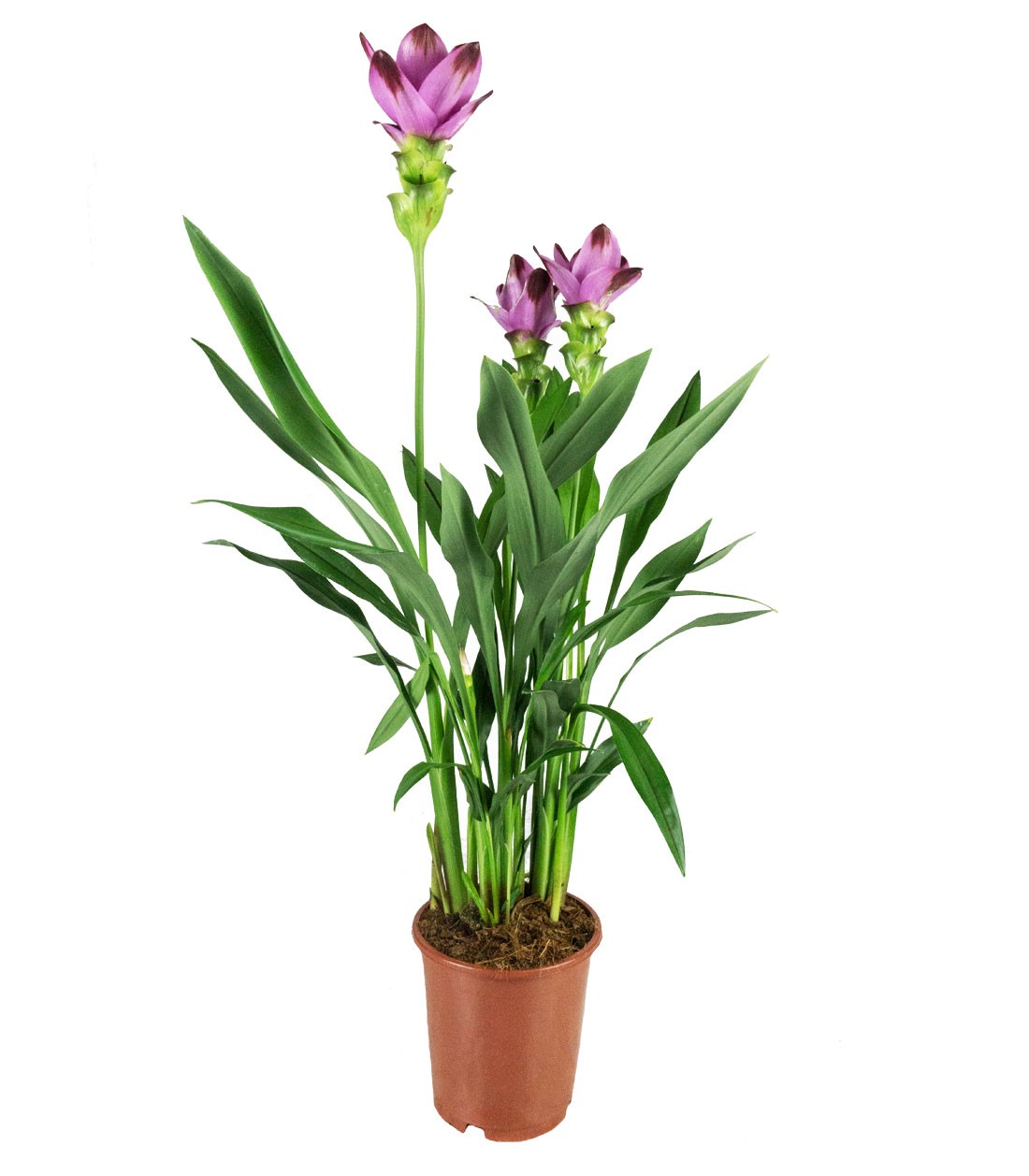 Curcuma Alismatifolia | Tulipano del Siam