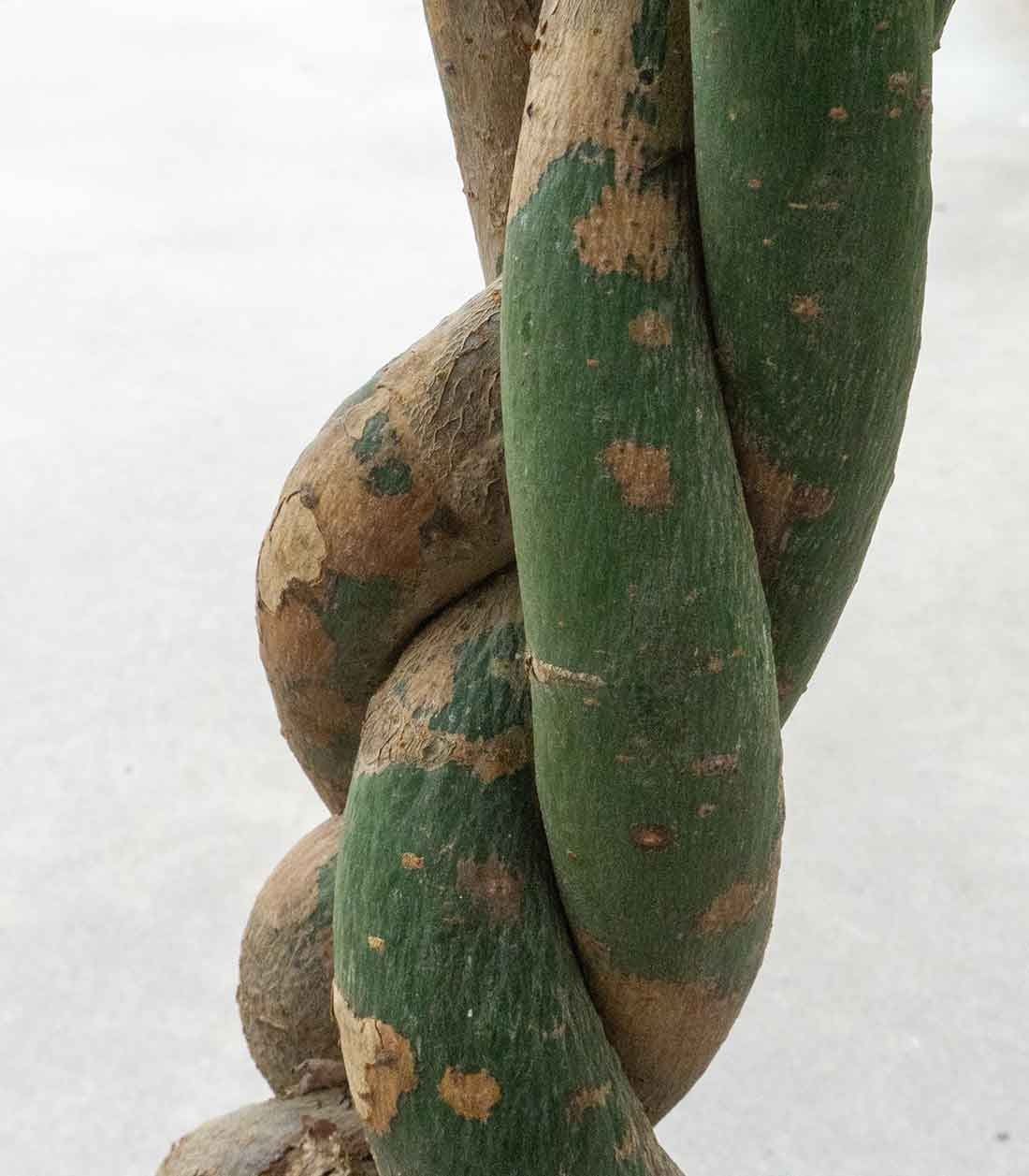 Pachira Acquatica