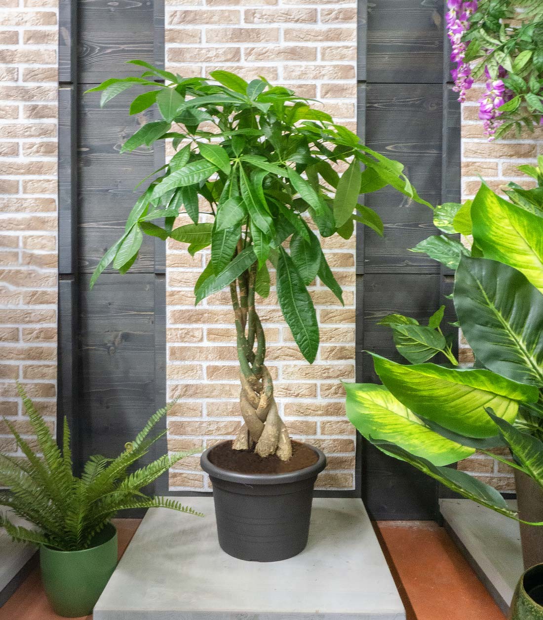 Pachira Acquatica