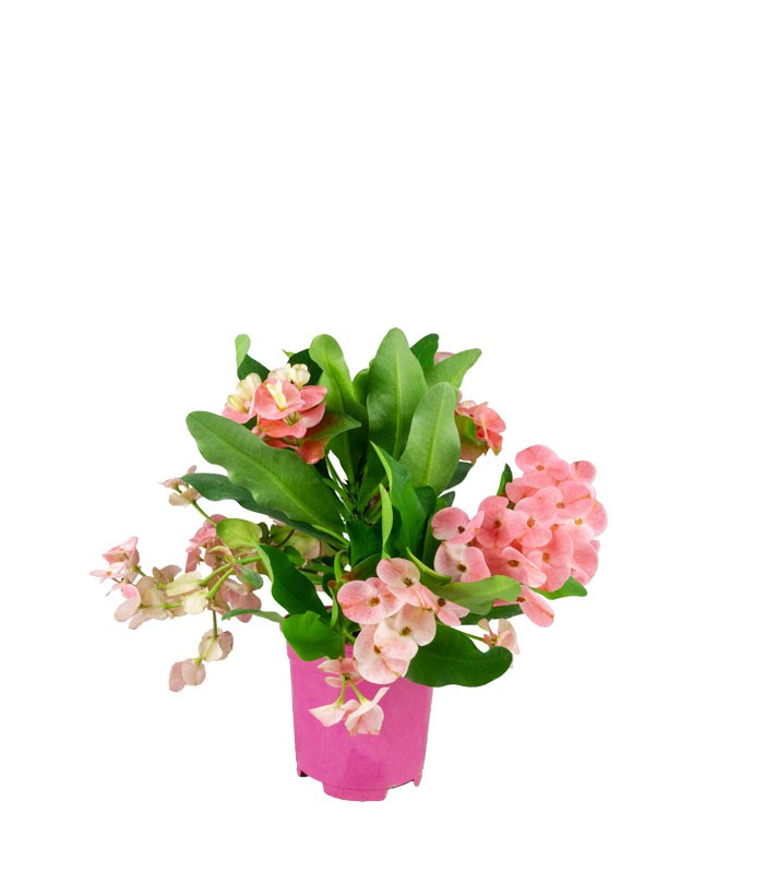 Euphorbia Mili - Ø 14 cm H 40 cm