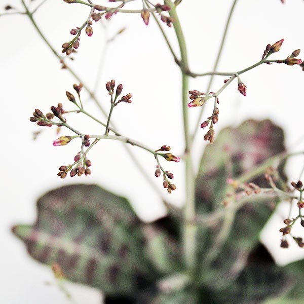 Kalanchoe Humilis "Desert Surprise"