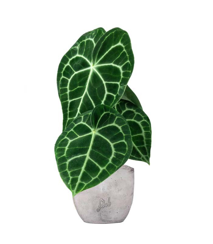 Anthurium Clarinervium