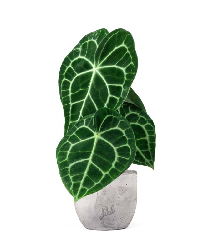 Anthurium Clarinervium