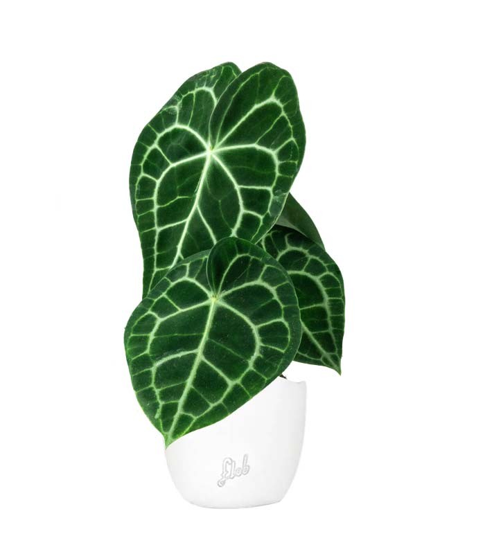 Anthurium Clarinervium