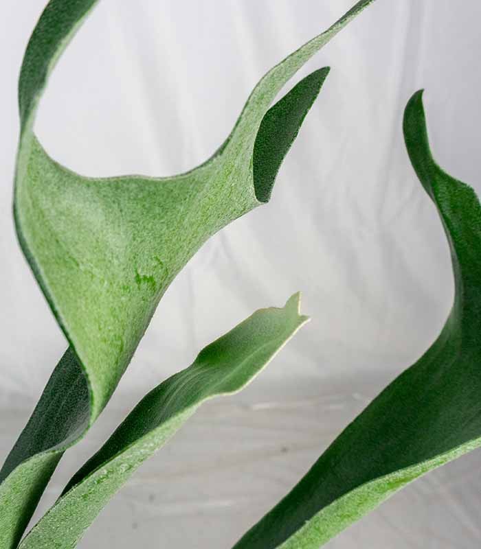 Platycerium