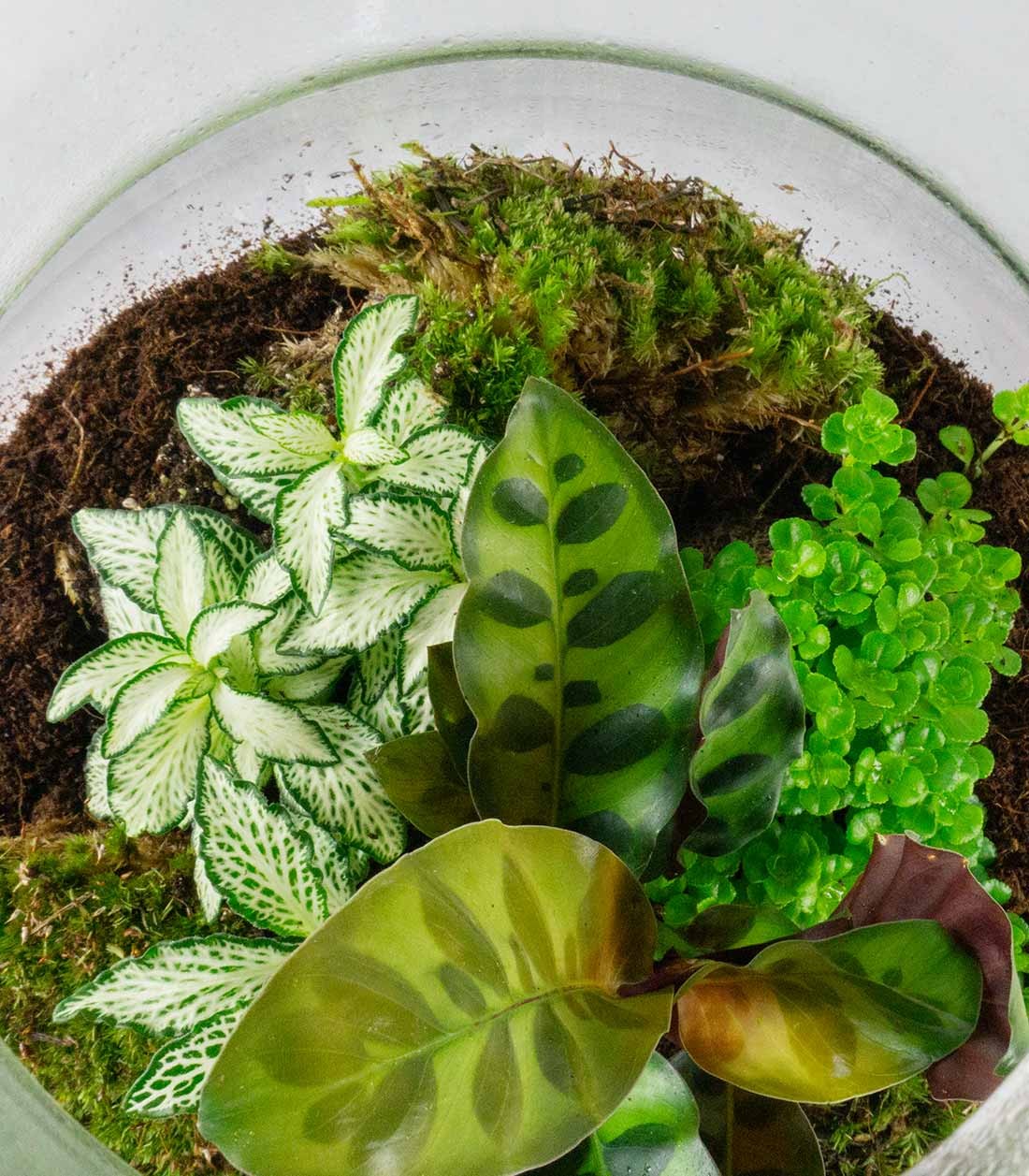Terrario LED con mix di piante