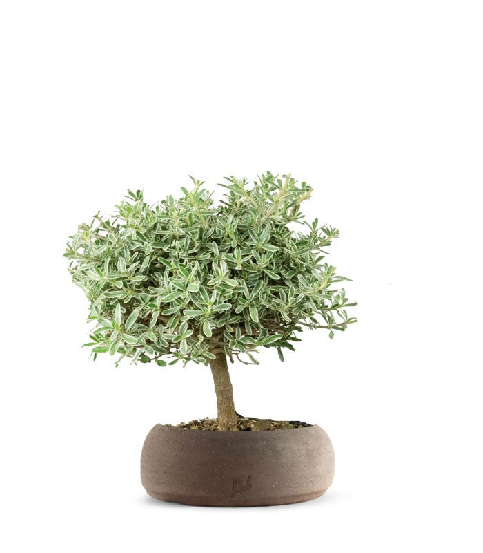 Bonsai di Coprosma Alberello – H30 cm