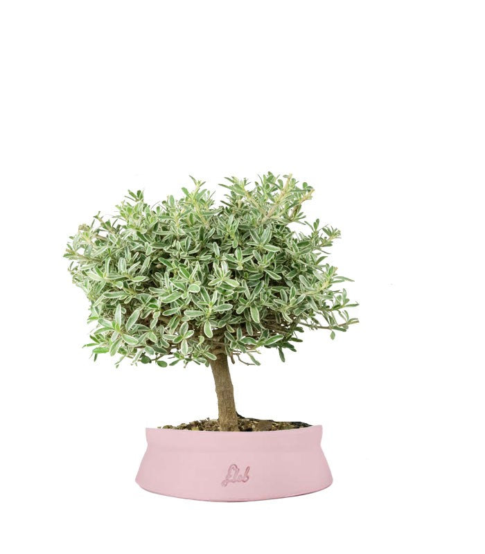 Bonsai di Coprosma Alberello – H30 cm
