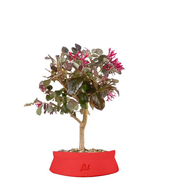 Loropetalum