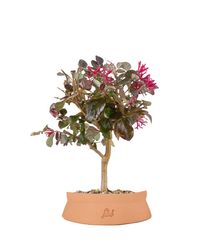 Loropetalum