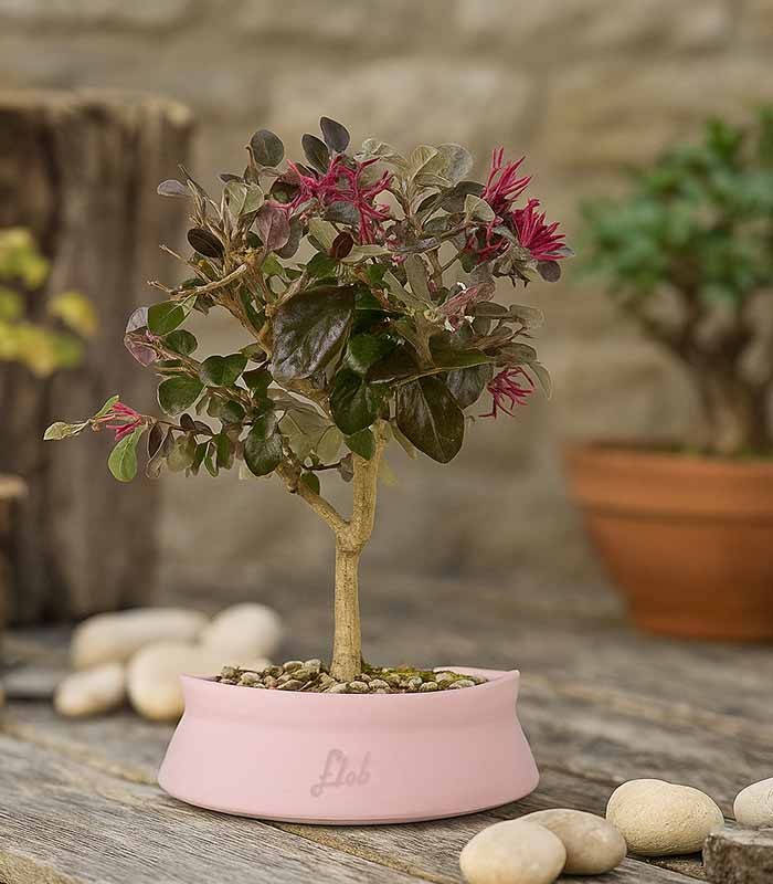 Loropetalum