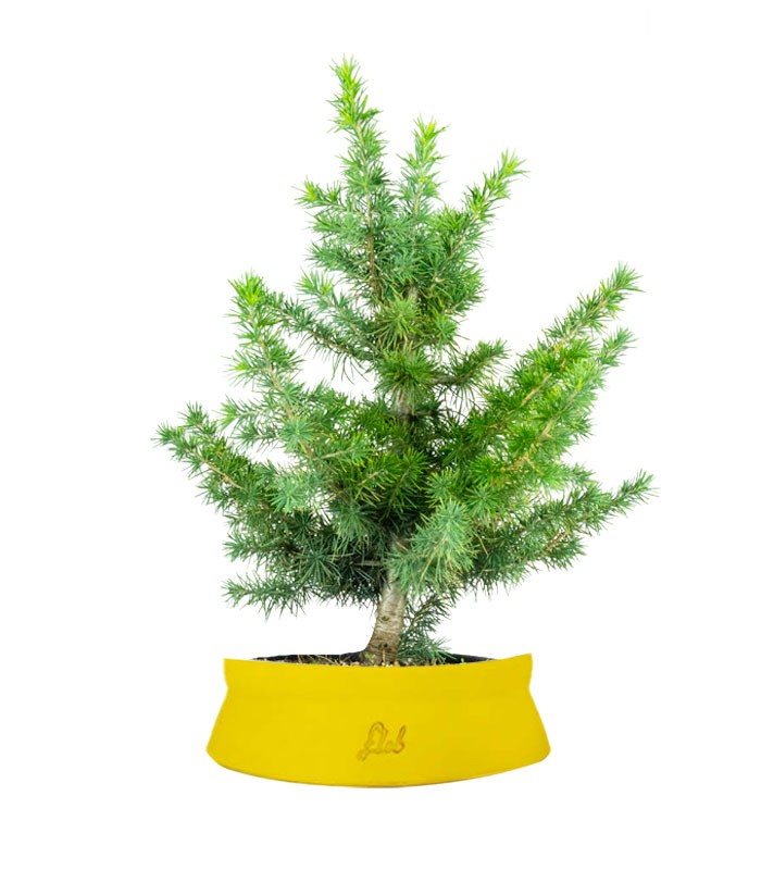 Bonsai Cedro del Libano H50 cm