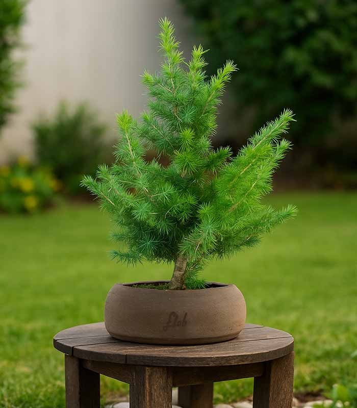 Bonsai Cedro del Libano H50 cm