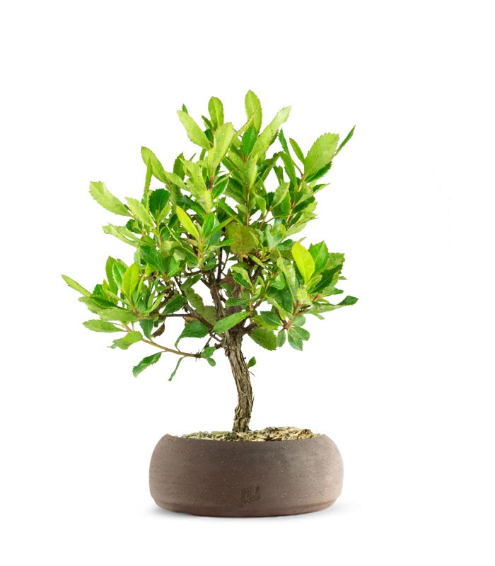 Bonsai di Corbezzolo H35 cm