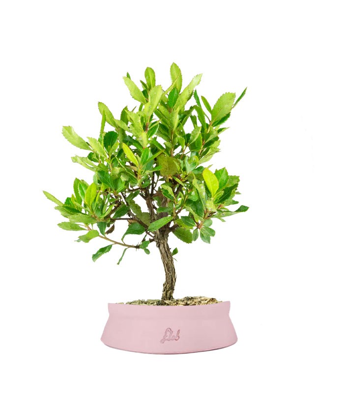 Bonsai di Corbezzolo H35 cm