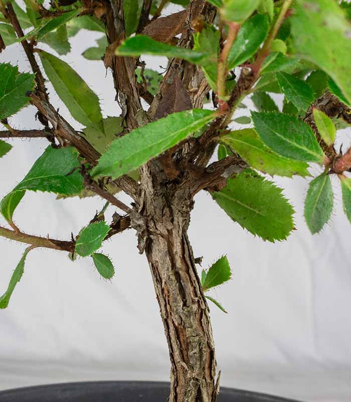 Bonsai di Corbezzolo H35 cm