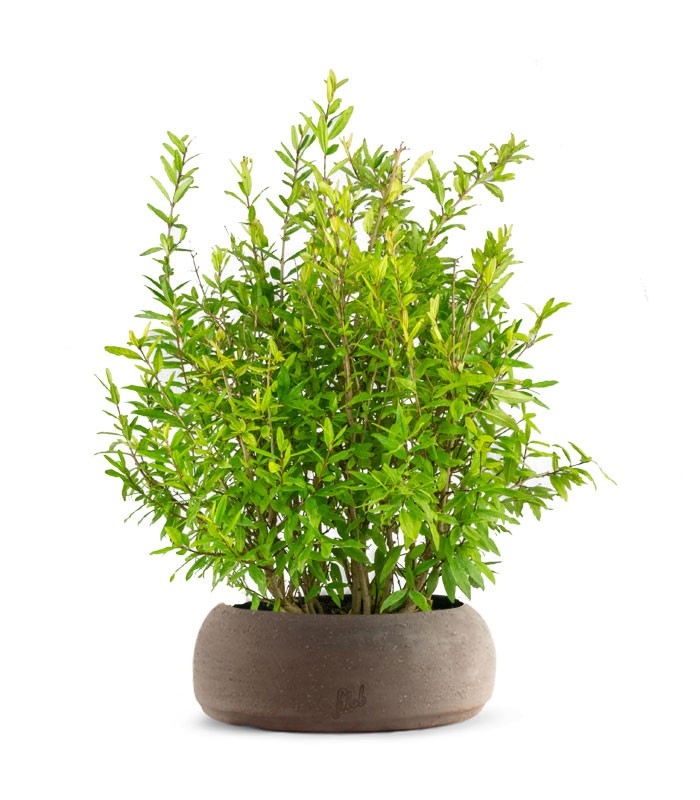 Bonsai di Melograno H45 cm
