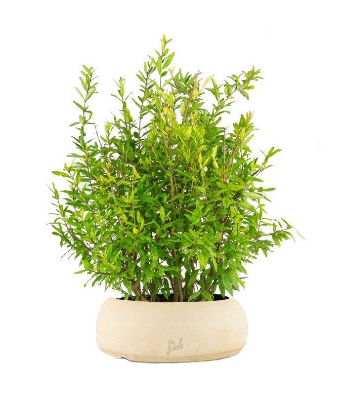 Bonsai di Melograno H45 cm