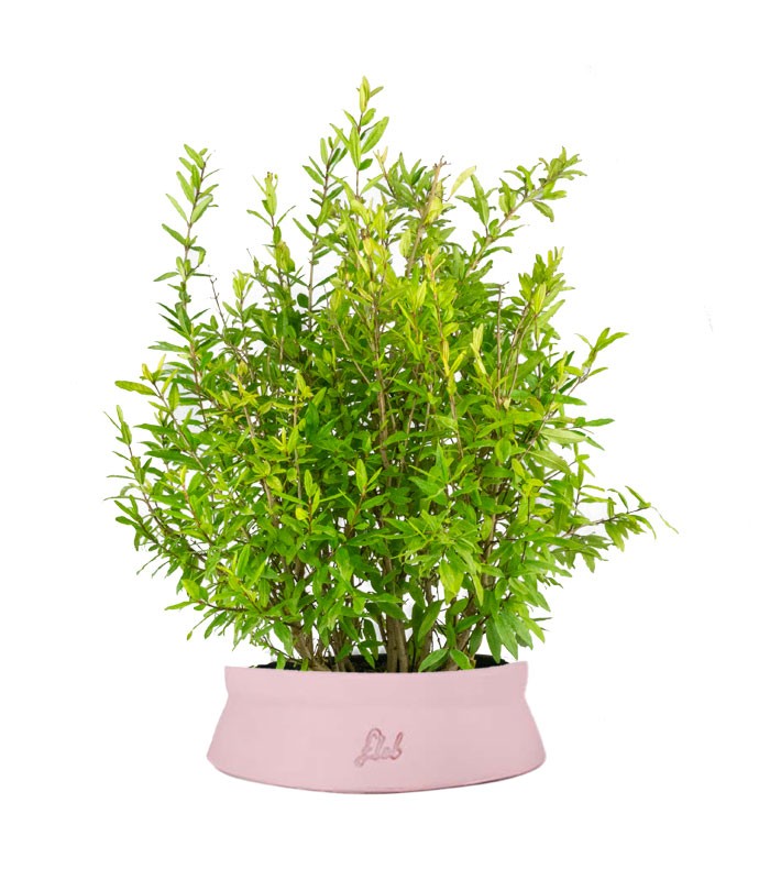 Bonsai di Melograno H45 cm