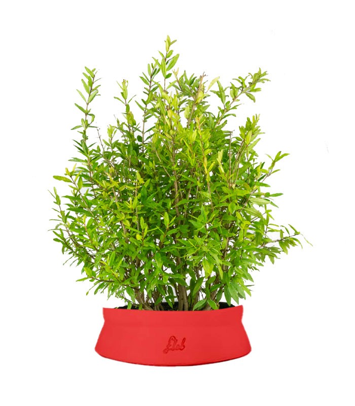 Bonsai di Melograno H45 cm