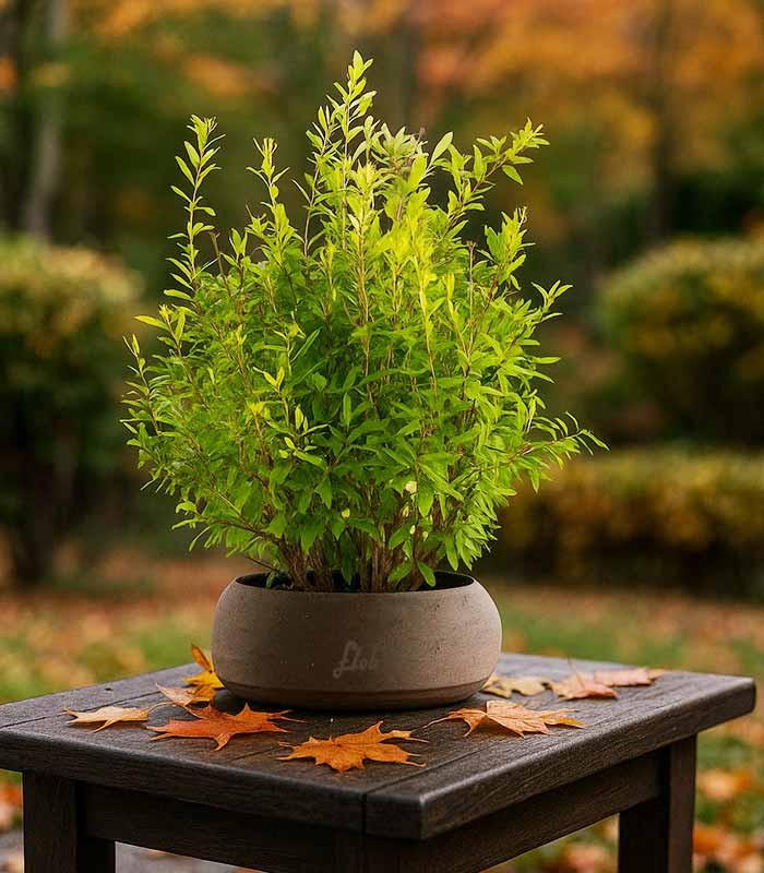 Bonsai di Melograno H45 cm