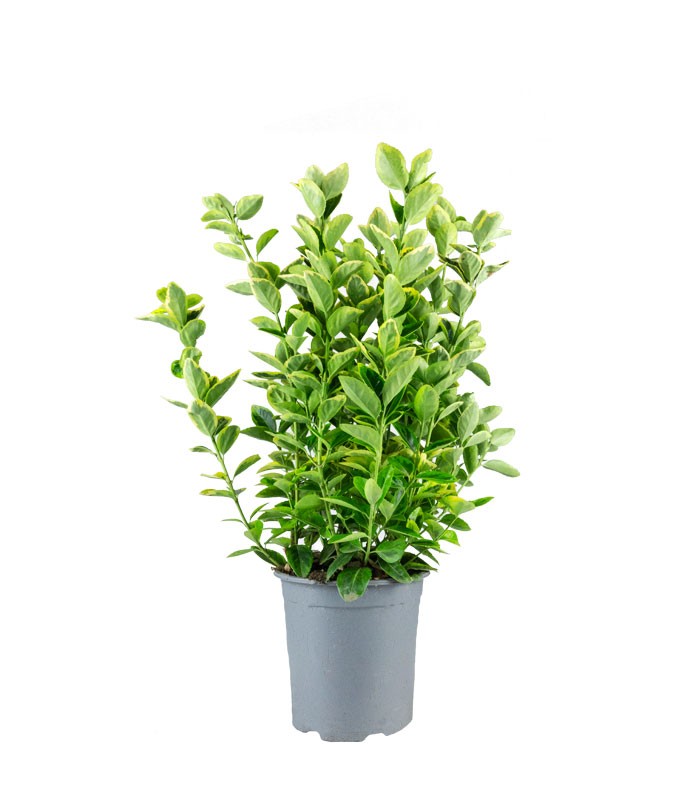 Evonimo giapponese H60 cm in vaso Ø18 – Euonymus aurea