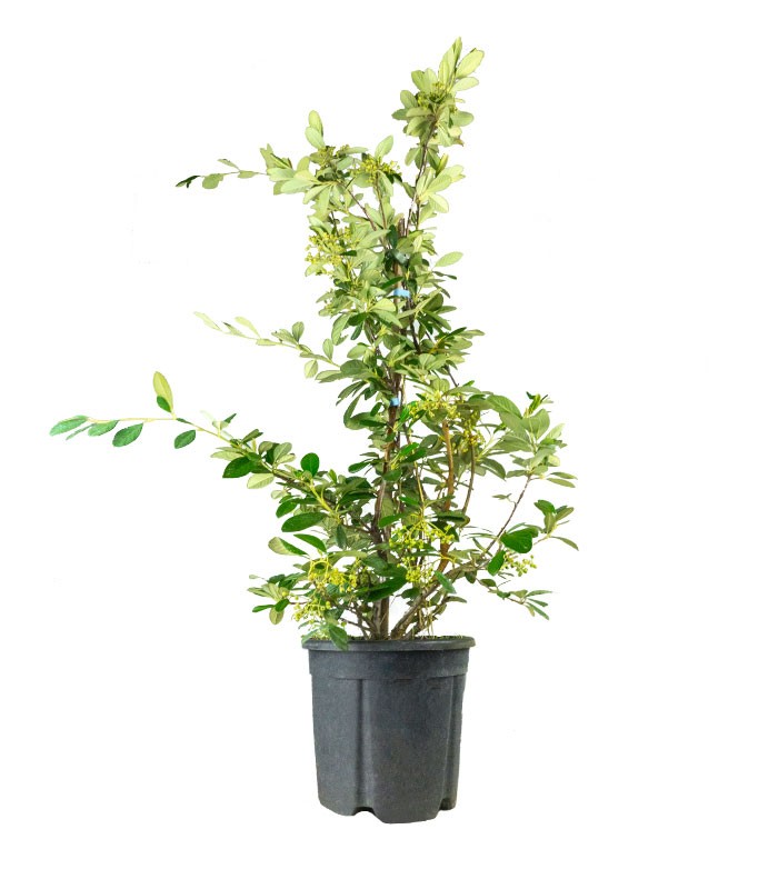 Cotoneaster lacteus H110 cm in vaso Ø24 – Sempreverde da siepe o giardino