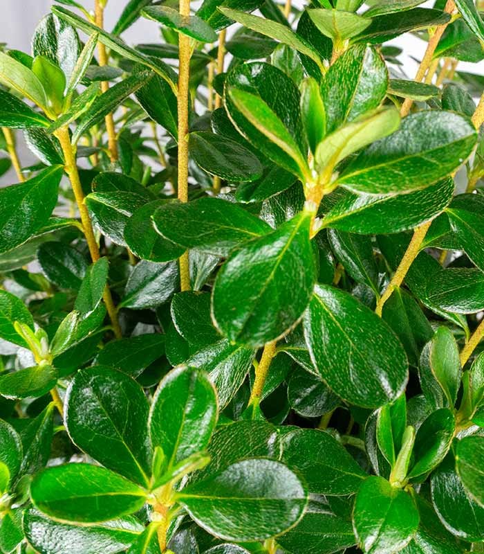 Azalea Japonica Conny Rosa H60 cm in vaso Ø22