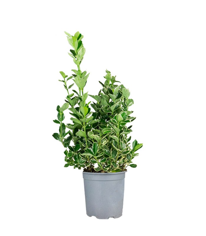 Evonimo giapponese Kathy H60 cm – Euonymus japonicus in vaso Ø18