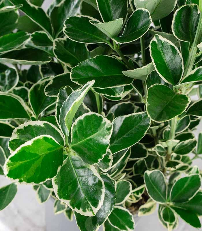 Evonimo giapponese Kathy H60 cm – Euonymus japonicus in vaso Ø18