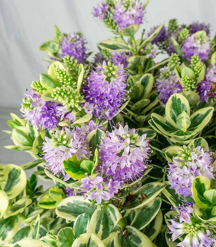 Veronica variegata H40 cm in vaso Ø17 – Pianta perenne ornamentale
